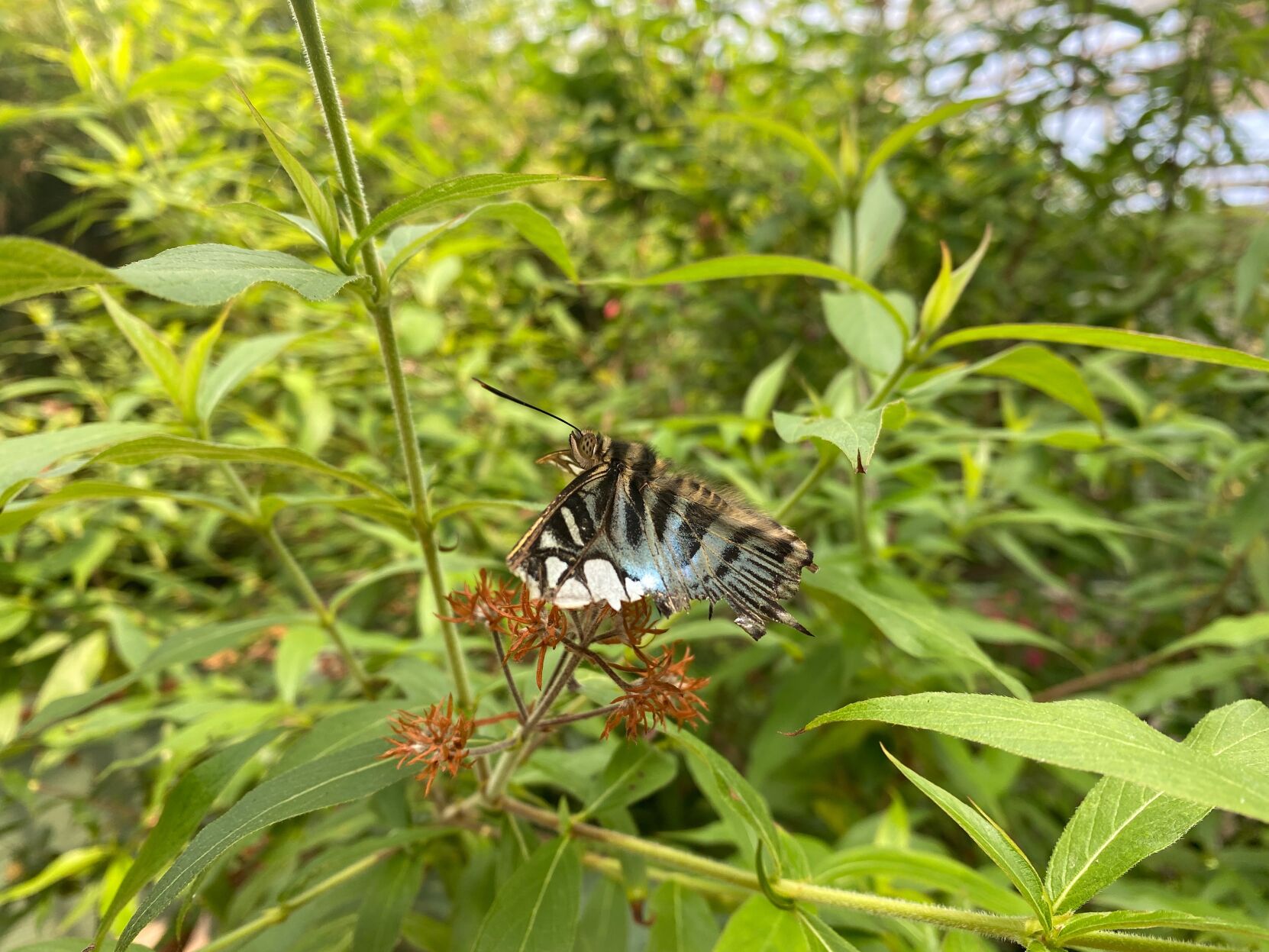 Butterfly Wonderland